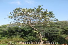 Bauhinia variegata var. candida